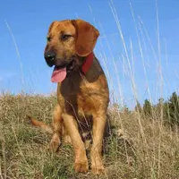 Styrian Coarse Haired Hound
